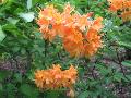 Aromi Sunrise Azalea / Rhododendron 